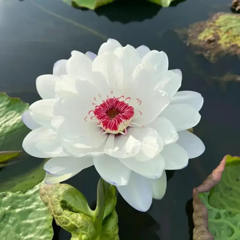 Magische Lotusblumen-Samen