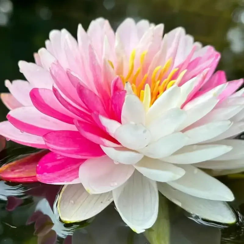 Magische Lotusblumen-Samen