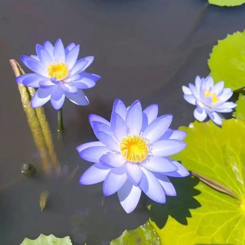 Magische Lotusblumen-Samen
