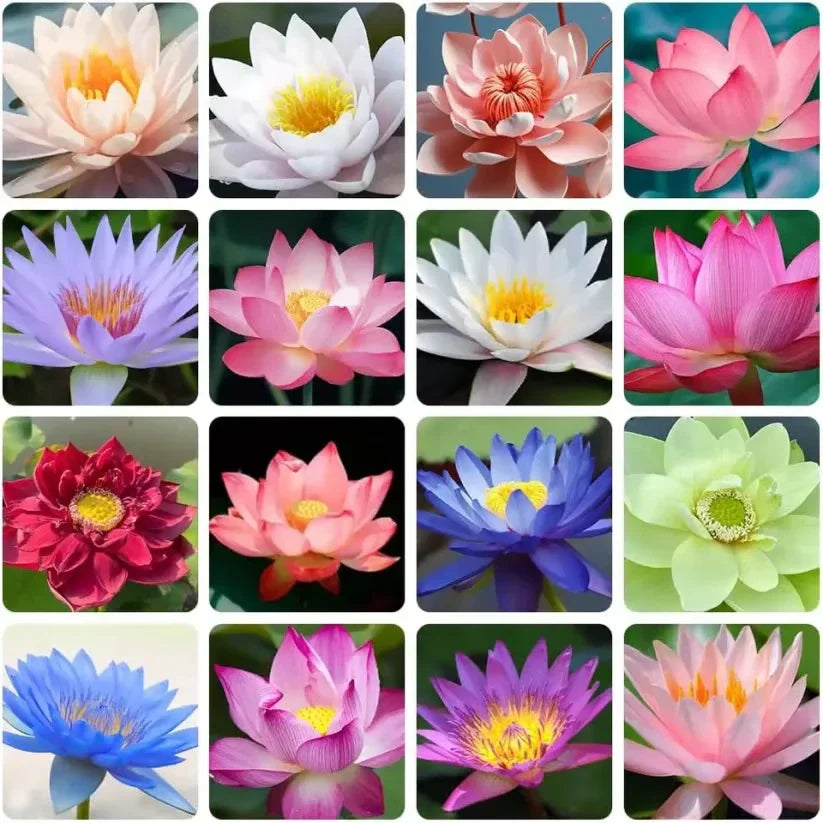 Magische Lotusblumen-Samen