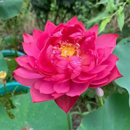 Magische Lotusblumen-Samen